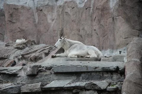 Mountain goat Stock Photos