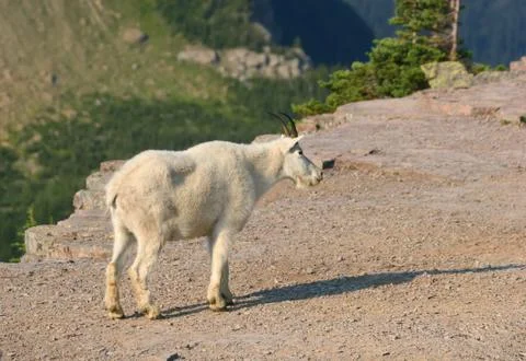 Mountain Goat Stock Photos