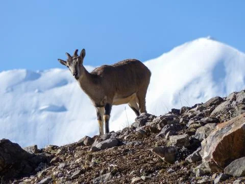 The mountain goat Foto stock