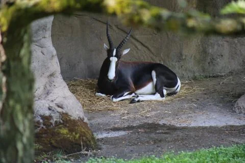 Mountain Goat Stock Photos