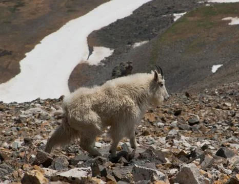 Mountain Goat Stock Photos