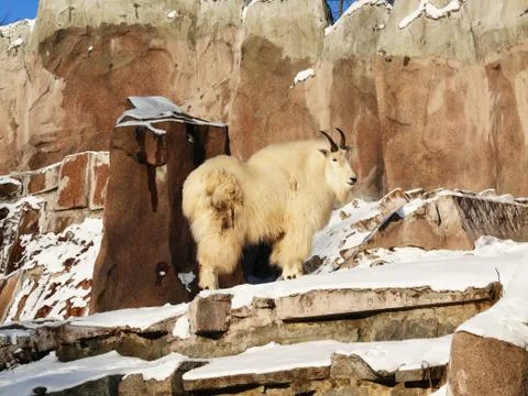 Mountain goat Stock Photos