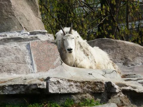 Mountain goat Stock Photos