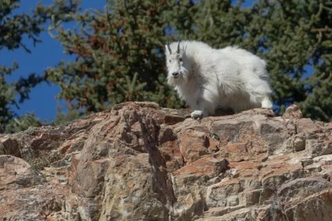 Mountain Goat Фото