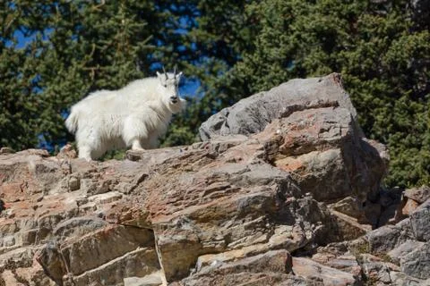 Mountain Goat Фото