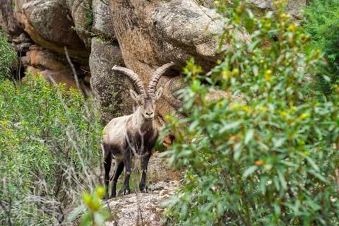 Mountain goat Stock Photos