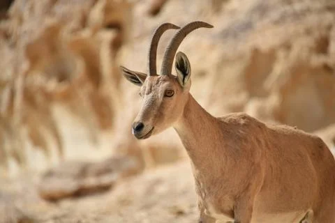 Mountain goat Stock Photos
