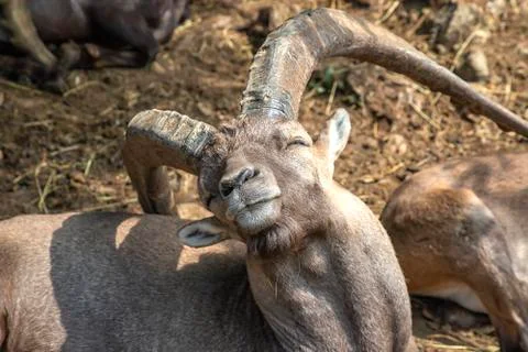 Mountain goat Stock Photos
