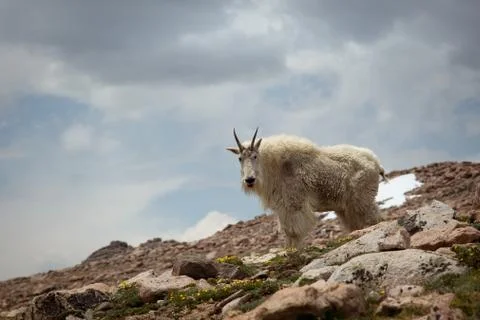 Mountain goat Stock Photos