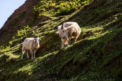 Mountain goat Stock Photos