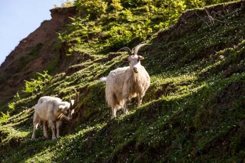 Mountain goat Stock Photos