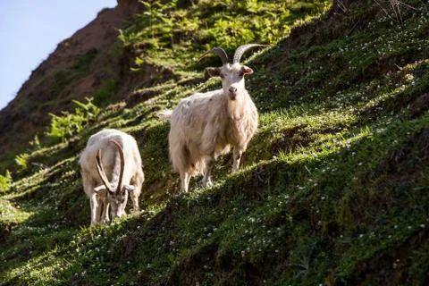 Mountain goat Stock Photos
