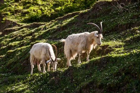Mountain goat Stock Photos
