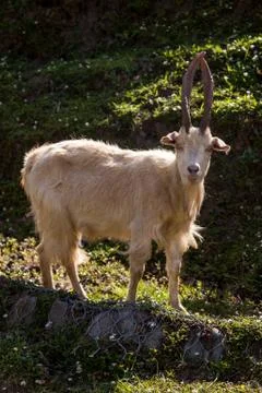 Mountain goat Stock Photos