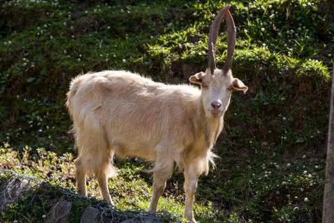 Mountain goat Stock Photos