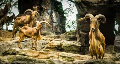 Mountain Goat 스톡 사진