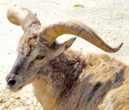 Mountain Goat 스톡 사진