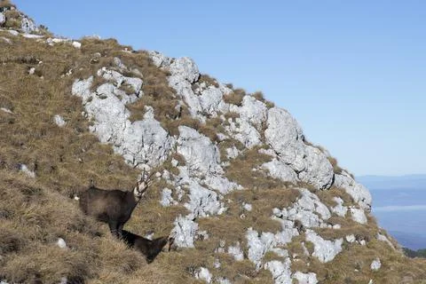Mountain goat 스톡 사진
