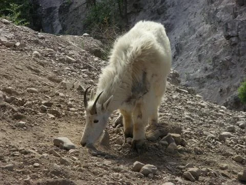Mountain Goat Foto stock