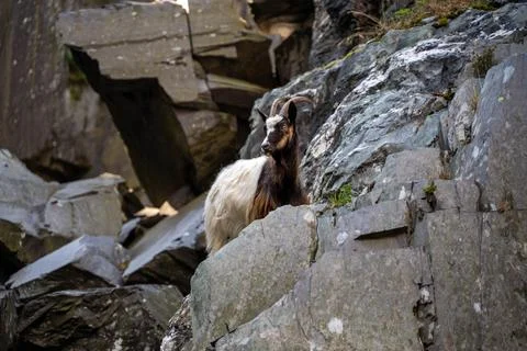 Mountain Goat Stockfoto's