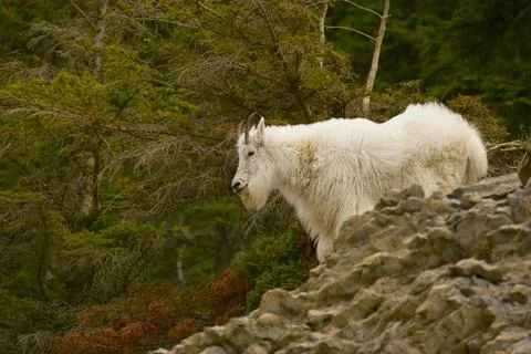 Mountain Goat Stock Photos