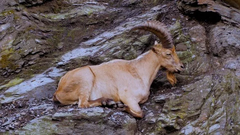 Mountain goat portrait Stock Footage 97211318