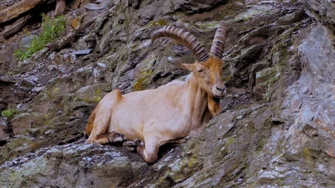 Mountain goat portrait Stock Footage 97211539