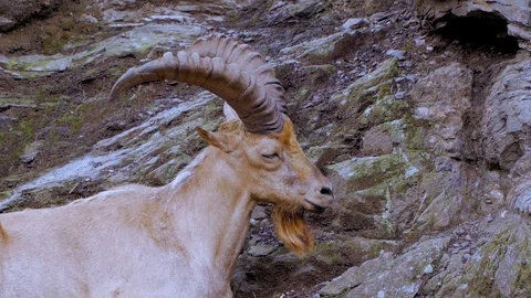 Mountain goat portrait Stock Footage 97211909