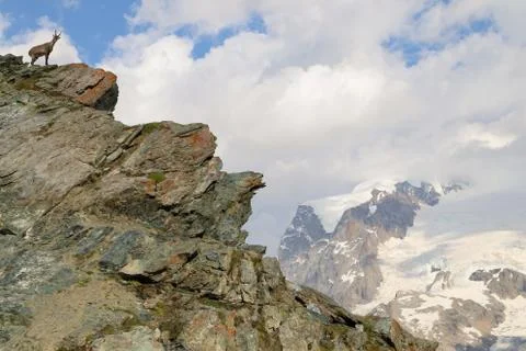 A mountain goat posing to the camera on a cliff Stock Photos