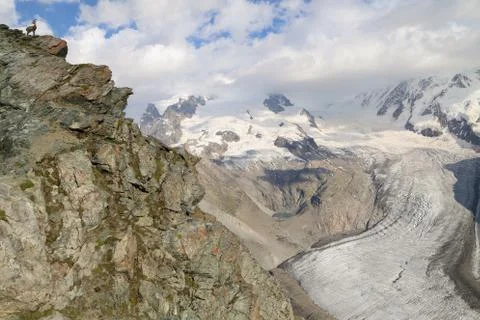 A mountain goat posing for the camera on a cliff Stock Photos