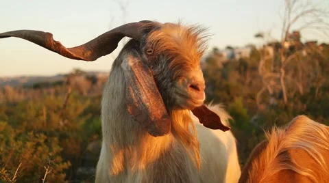 Mountain goat posing in the sunshine Stock-Footage 57477563