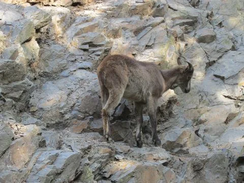 Mountain goat on a rock Stock Photos