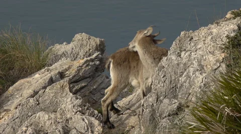 Mountain goat on the rocks Stock Footage 58516819