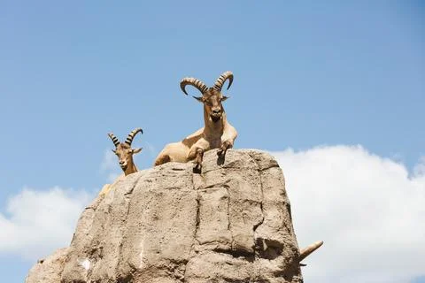 Mountain goat on rocks Stock Photos