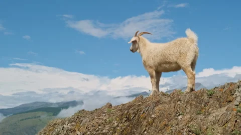 Mountain goat on a rocky ledge. Stock Footage 296942402