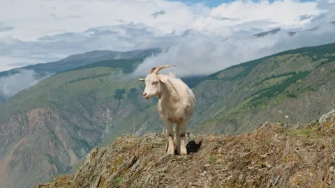 Mountain goat on a rocky ledge. Video stock 299910099