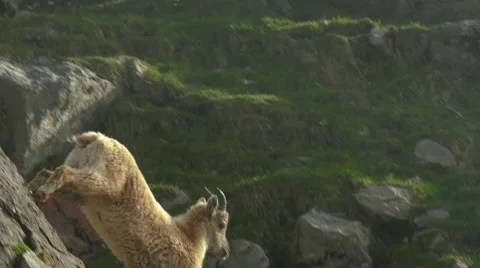 Mountain goat running on rocks 스톡 동영상 64724054