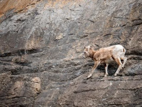 Mountain Goat on the Side of a Cliff Stock-Fotos