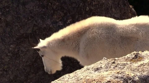 Mountain goat on side of cliff view looking down closeup animal Black Hills Stock Footage 78671828
