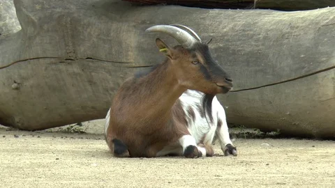 Mountain Goat Sitting on Ground Stock-Footage 77161671