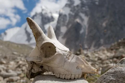 Mountain goat skull Stock Photos