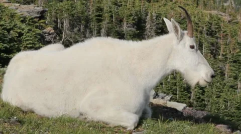 Mountain goat small Stock Footage 8574670