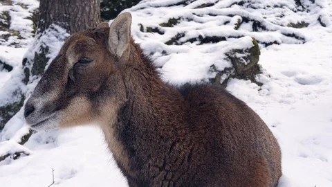 A mountain goat in the snow 库存影片 102388801