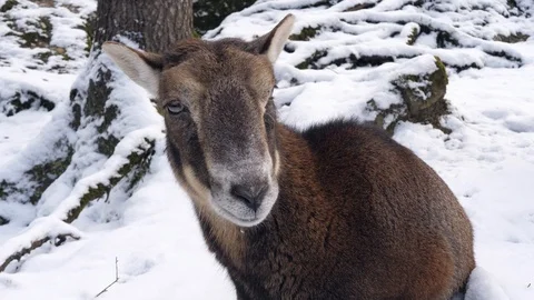 A mountain goat in the snow 库存影片 102391166