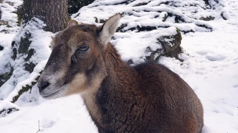A mountain goat in the snow 스톡 동영상 103370650