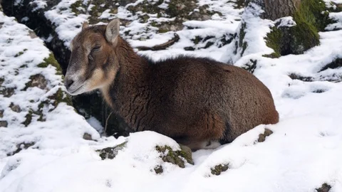 A mountain goat in the snow 库存影片 103370932