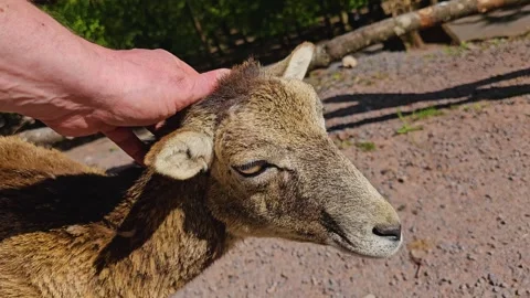 A mountain goat standing  Stock Footage 274206107