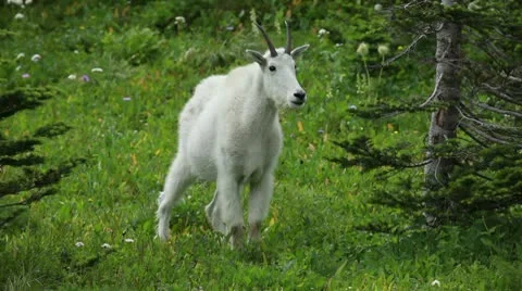 Mountain Goat standing in forest P HD 0558 Stock Footage 10596073