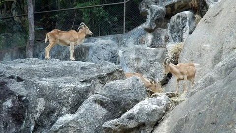 Mountain goat standing on the rock. Video stock 99146372