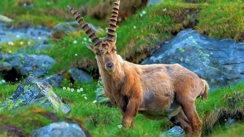  Mountain Goat Standing on Rocks Stock Footage 323140494